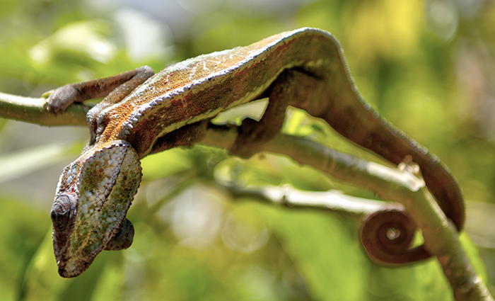 Oustalet's chameleon